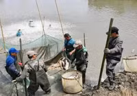 Loài cá mệnh danh 