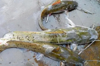 Loài cá mệnh danh 