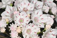 Loài hoa đẹp lộng lẫy có chất kịch độc chết người