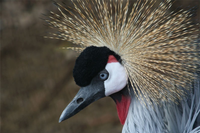 Loài chim có vũ điệu hấp dẫn và tiếng kêu đặc biệt được chọn là quốc điểu của Uganda