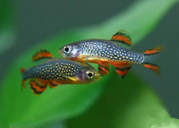 Loài cá với màu sắc rực rỡ được mệnh danh “cá ngọc trai thiên đường”