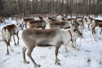 Bộ tộc săn bắn cuối cùng sống nhờ vào tuần lộc