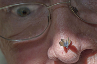 Loài bướm nhỏ nhất thế giới soi kính lúp mới thấy