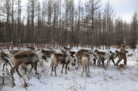 Bộ tộc săn bắn cuối cùng sống nhờ vào tuần lộc