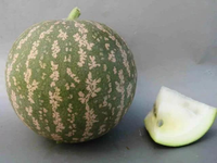 Vùng đất nơi có dưa hấu mọc la liệt nhưng không ai dám ăn