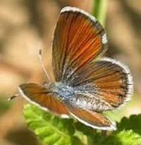 Loài bướm nhỏ nhất thế giới soi kính lúp mới thấy