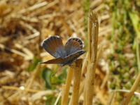 Loài bướm nhỏ nhất thế giới soi kính lúp mới thấy