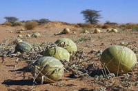 Vùng đất nơi có dưa hấu mọc la liệt nhưng không ai dám ăn