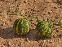 Vùng đất nơi có dưa hấu mọc la liệt nhưng không ai dám ăn