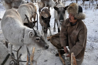 Bộ tộc săn bắn cuối cùng sống nhờ vào tuần lộc