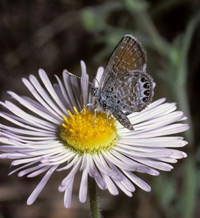 Loài bướm nhỏ nhất thế giới soi kính lúp mới thấy