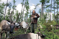 Bộ tộc săn bắn cuối cùng sống nhờ vào tuần lộc