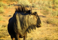 Khám phá các loài động vật đặc hữu chỉ có thể tìm thấy ở Châu Phi