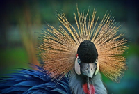 Khám phá các loài động vật đặc hữu chỉ có thể tìm thấy ở Châu Phi