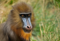 Khám phá các loài động vật đặc hữu chỉ có thể tìm thấy ở Châu Phi