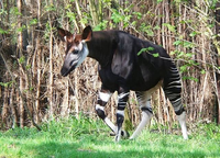 Khám phá các loài động vật đặc hữu chỉ có thể tìm thấy ở Châu Phi