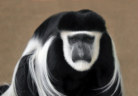 Khám phá các loài động vật đặc hữu chỉ có thể tìm thấy ở Châu Phi