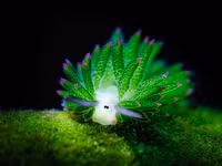 Loài sên biển đẹp lạ lùng chỉ ăn duy nhất 1 lần trong đời và có thể quang hợp