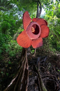 Những điều bí ẩn về bông hoa 