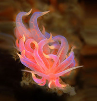 Điểm tên những loài sên biển đẹp nhất dưới lòng đại dương