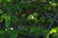 Loại cây chỉ cần đứng dưới gốc vào ngày mưa cũng có thể bị nhiễm độc