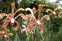 Bí ẩn về hòn đảo có thể giúp con người tăng thêm chiều cao