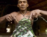 Nghi lễ tàn khốc của bộ tộc Satere Mawe để được công nhận là đàn ông trưởng thành