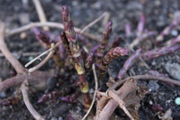 Chồi cây mọc hoang trở thành thứ rau đắt đỏ trong nhà hàng sang trọng