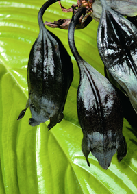 Chiêm ngưỡng sắc hương của những loài hoa kỳ lạ trên thế giới