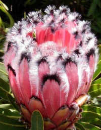 Chiêm ngưỡng sắc hương của những loài hoa kỳ lạ trên thế giới