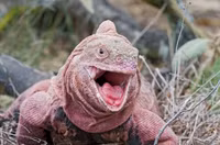 Những loài động vật màu hồng quý hiếm trên thế giới 