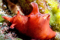 Điểm tên những loài sên biển đẹp nhất dưới lòng đại dương