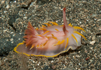 Điểm tên những loài sên biển đẹp nhất dưới lòng đại dương