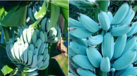Giống chuối kỳ lạ có màu xanh biếc, thơm như kem vani