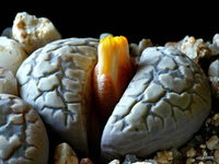 Chiêm ngưỡng sắc hương của những loài hoa kỳ lạ trên thế giới