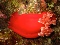 Điểm tên những loài sên biển đẹp nhất dưới lòng đại dương