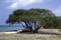 Loại cây chỉ cần đứng dưới gốc vào ngày mưa cũng có thể bị nhiễm độc