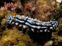 Điểm tên những loài sên biển đẹp nhất dưới lòng đại dương