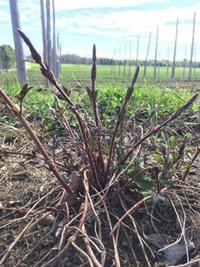 Chồi cây mọc hoang trở thành thứ rau đắt đỏ trong nhà hàng sang trọng