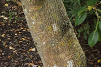 Loại cây chỉ cần đứng dưới gốc vào ngày mưa cũng có thể bị nhiễm độc