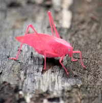 Mang gen đột biến, loài châu chấu màu hồng cực kỳ quý hiếm