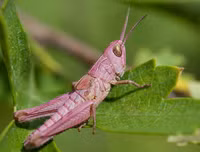 Mang gen đột biến, loài châu chấu màu hồng cực kỳ quý hiếm