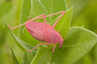 Mang gen đột biến, loài châu chấu màu hồng cực kỳ quý hiếm