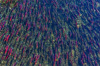 Khám phá hành trình di cư ngoạn mục của loài cá hồi 