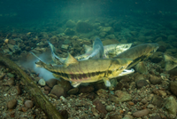 Khám phá hành trình di cư ngoạn mục của loài cá hồi 