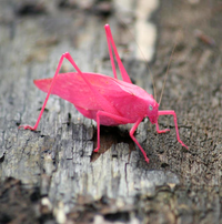 Mang gen đột biến, loài châu chấu màu hồng cực kỳ quý hiếm