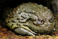 Những món ăn đặc sản trên thế giới có thể gây chết người