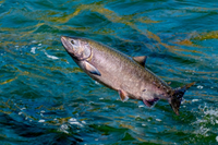 Khám phá hành trình di cư ngoạn mục của loài cá hồi 