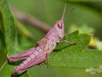 Mang gen đột biến, loài châu chấu màu hồng cực kỳ quý hiếm