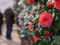 Loài hoa chỉ xuất hiện ở hai địa điểm duy nhất trên thế giới